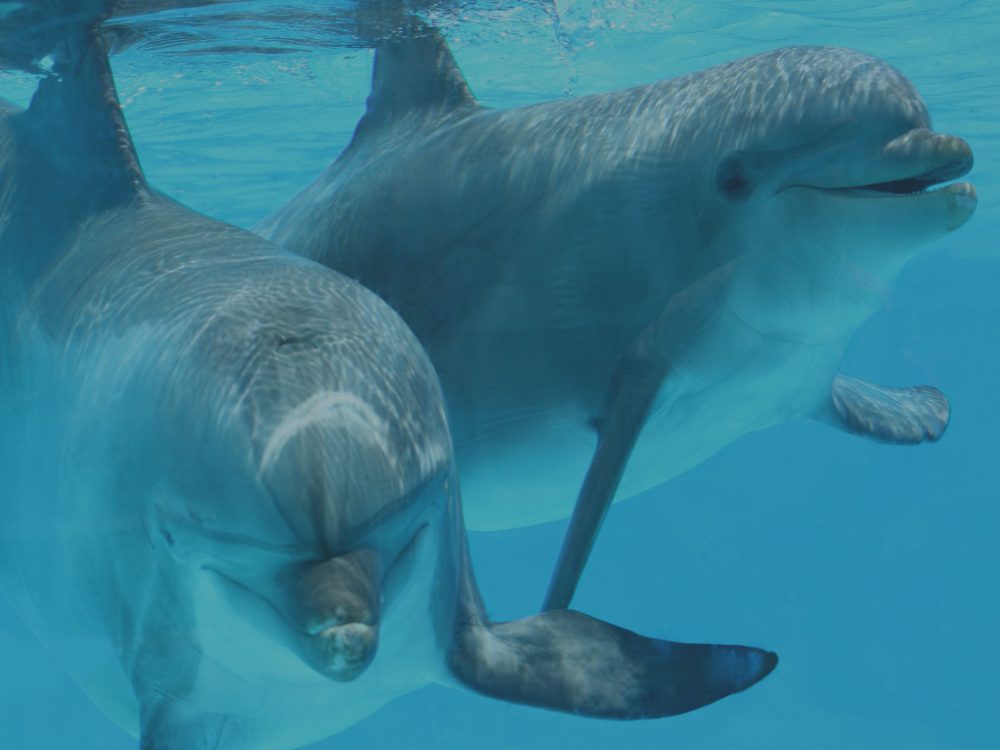 Kizimkazi-Dolphin-Tour